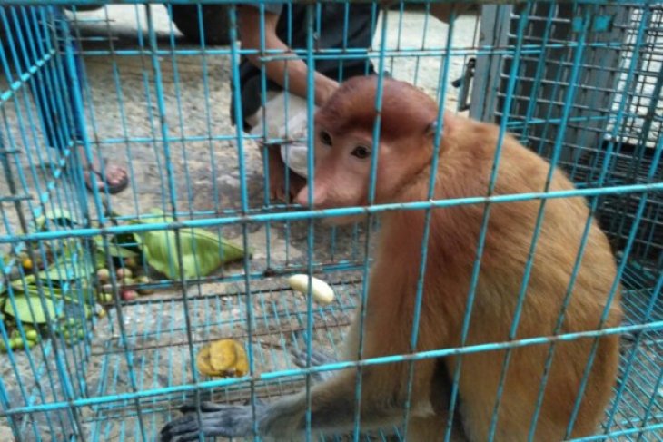 BKSDA Kalbar Evakuasi Seekor Bekantan Jantan