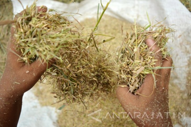 Mencari Sisa Panen Padi