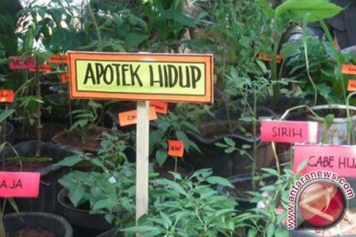 Kota Bogor Punya Kampung Tanaman Obat Keluarga