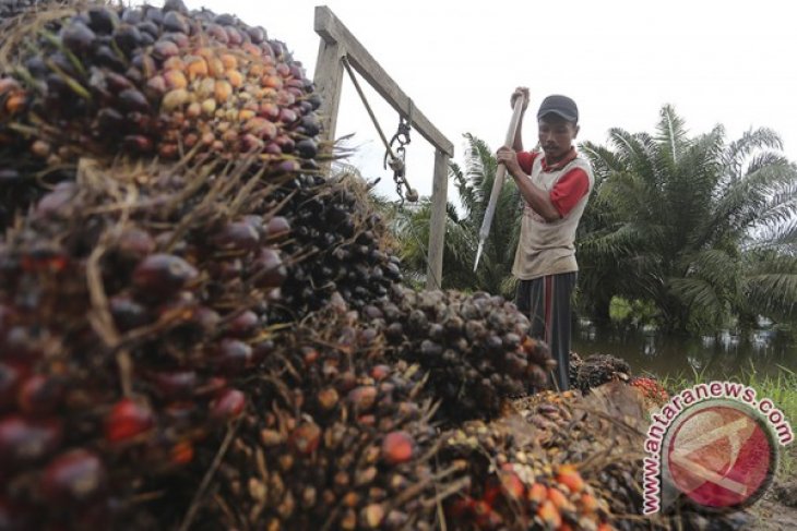 Harga beli TBS sawit Mukomuko bertahan stabil - ANTARA News Bengkulu