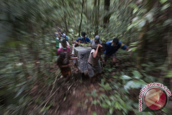 Pelepasliaran Orangutan di TNBBBR