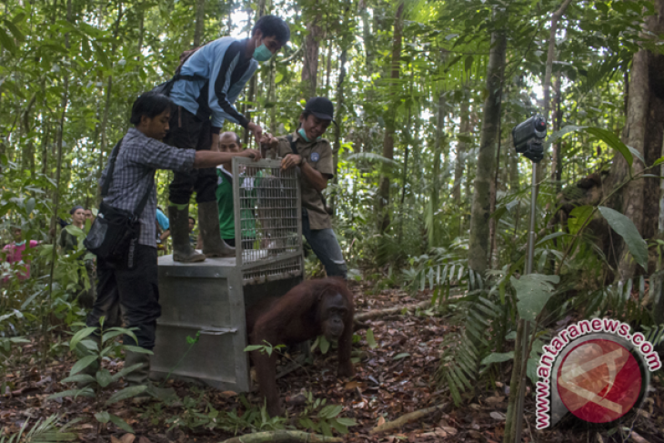 Pelepasliaran Orangutan di TNBBBR