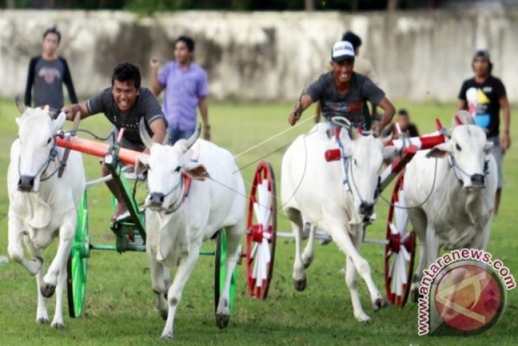 Lomba Karapan Sapi Memeriahkan HUT Provinsi Gorontalo