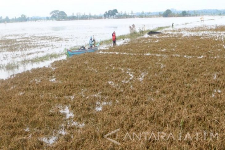 Padi Bekas Banjir