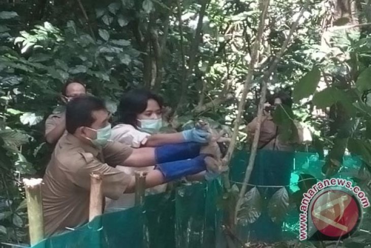 10 Kukang Dilepasliarkan Ke Gunung Sawal