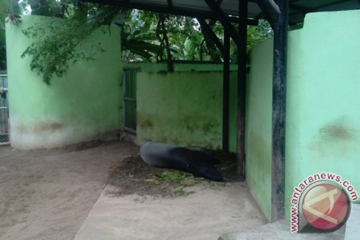 Dua induk Tapir di Taman Rimba Jambi melahirkan
