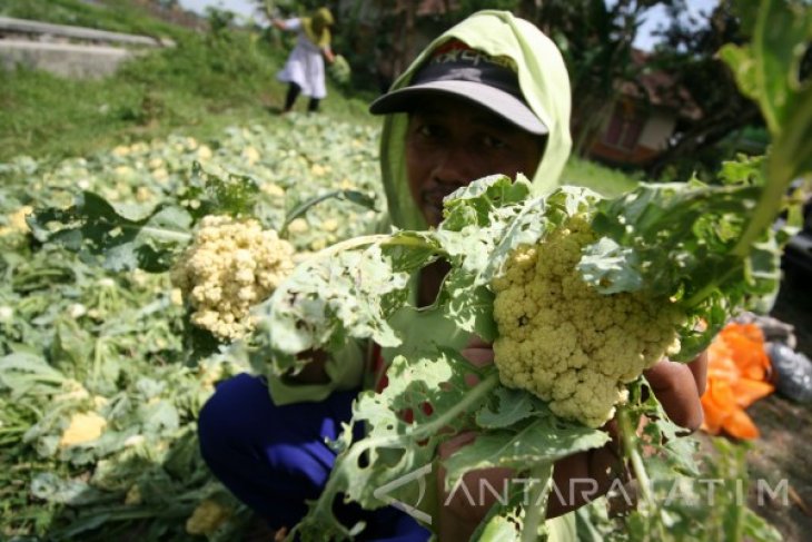 Petani Sayu Bunga Kol Merugi