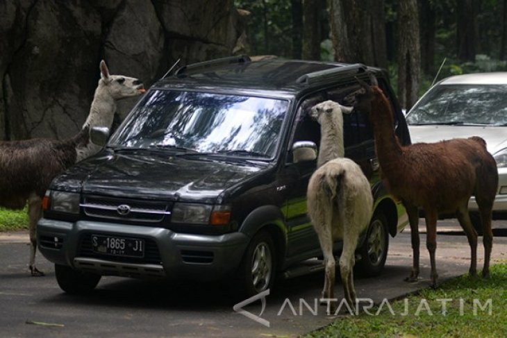 Koleksi Satwa Taman Safari