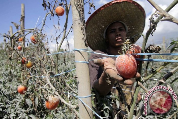 PETANI TOMAT DILUAR ZONA MERAH SINABUNG