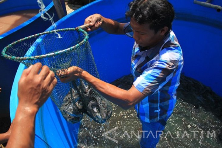 Budidaya Ikan Lele Teknis Booster