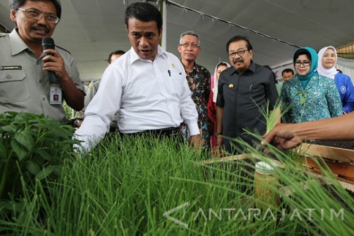 Gerakan Nasional Tanam Cabai