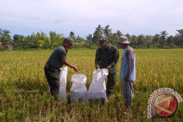 Swasembada Beras Papua Barat Ditarget Terwujud 2017