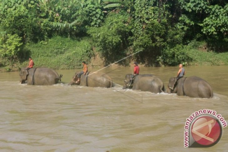 Patroli Gajah Liar