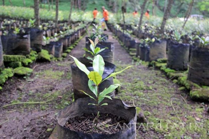 Pembibitan Tanaman Cengkeh