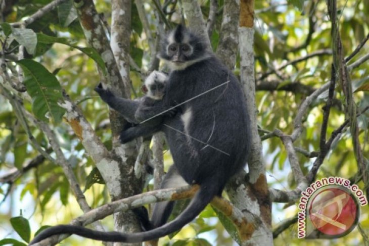 Monyet Kedih Hutan Aceh Jaya