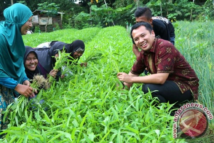 Panen Kangkung Petani