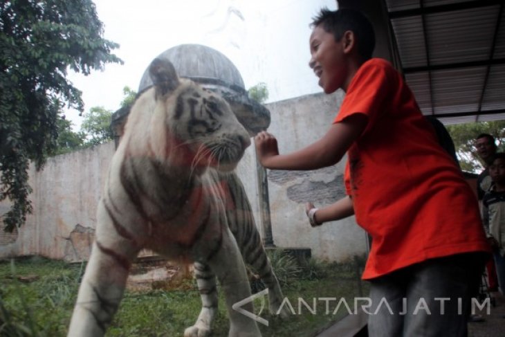 Harimau Langka di Batu Secret Zoo