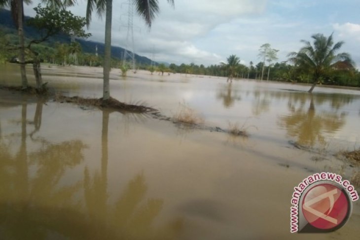 Puluhan Hektare Sawah Tapsel Tergenang Air dan Lumpur