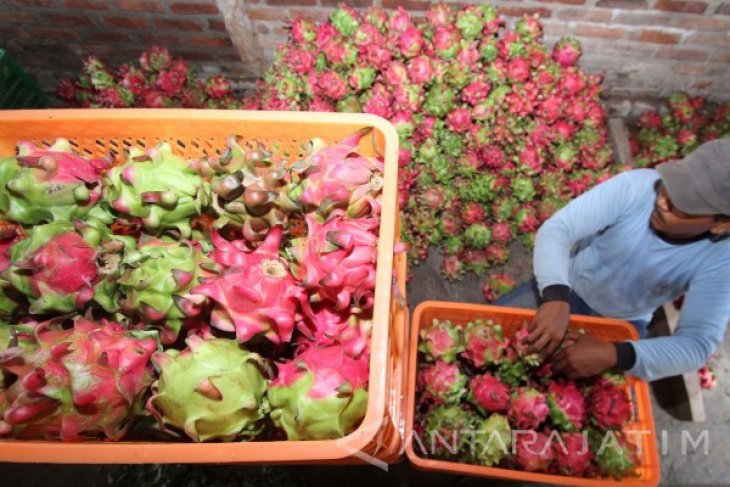 Pasokan Buah Naga Menurun