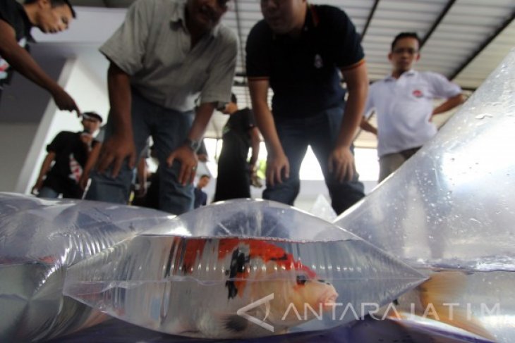 Kontes Koi Tingkat Nasional