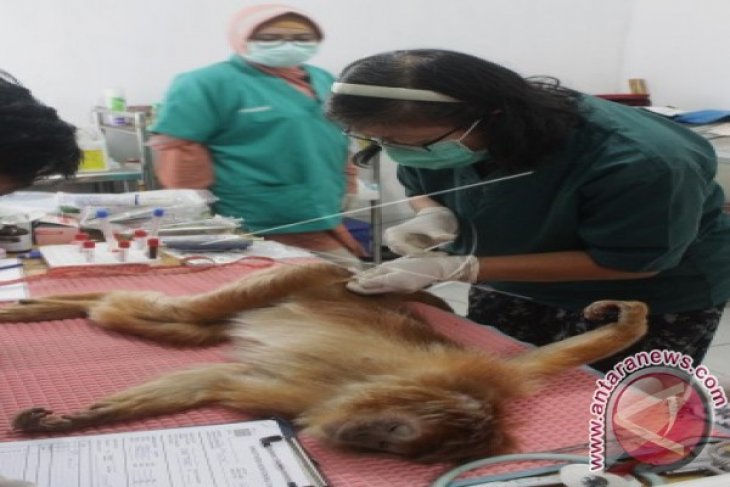 Pemeriksaan Kesehatan Lutung Jawa