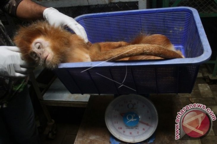 Pemeriksaan Kesehatan Lutung Jawa