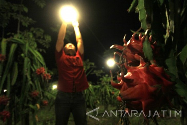 Kebutuhan Cahaya Petani Buah Naga