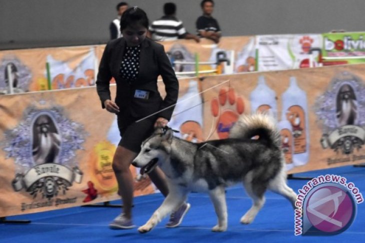 Kontes Anjing Internasional