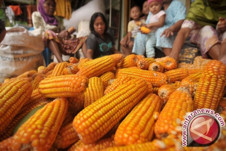 Harga Jagung Di Tingkat Petani Bertahan Rp3 700 Kg Antara News Gorontalo 