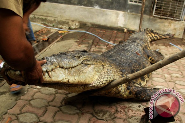 Two villagers survive crocodile attack in Riau
