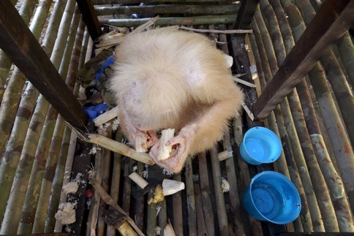 Orangutan Albino Pertama di Kalimantan