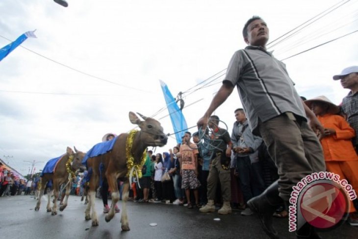 Karnaval Anak Sapi di Bone Bolango