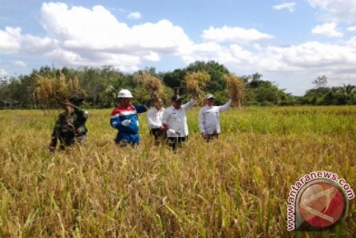 PANEN RAYA PADI ORGANIK