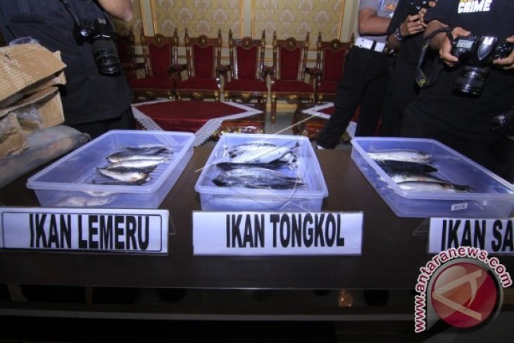 Ikan Berformalin Asal China