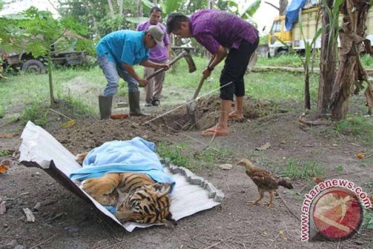 Anak Harimau Sumatera Mati