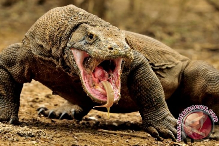Komodo, populasinya capai 1.500-an ekor
