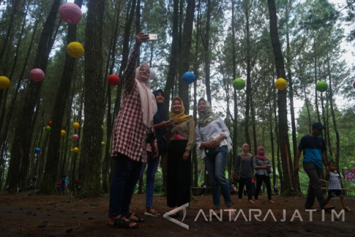 Wisata Hutan Pinus