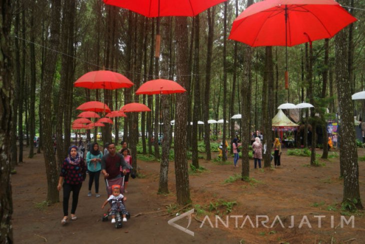 Wisata Hutan Pinus