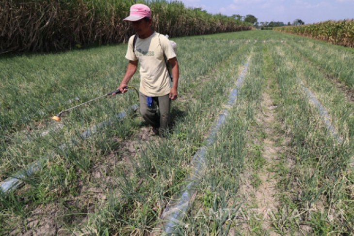 Bawang Merah Terserang Ulat