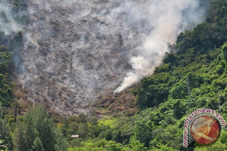 Pembakaran Hutan