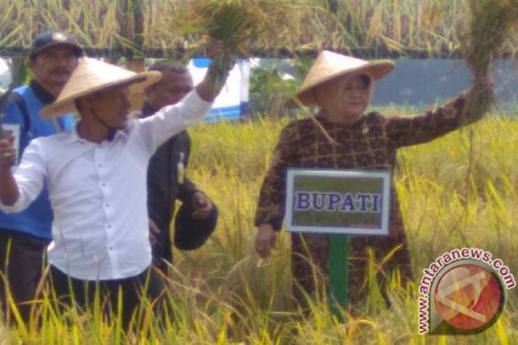 Bogor Baru Penuhi 60 Persen Kebutuhan Benih Padi