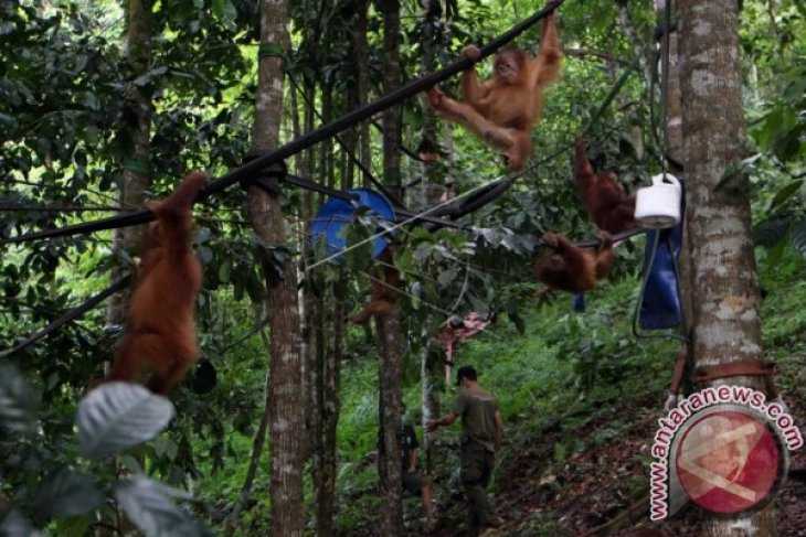 Karantina orang utan Sumatera