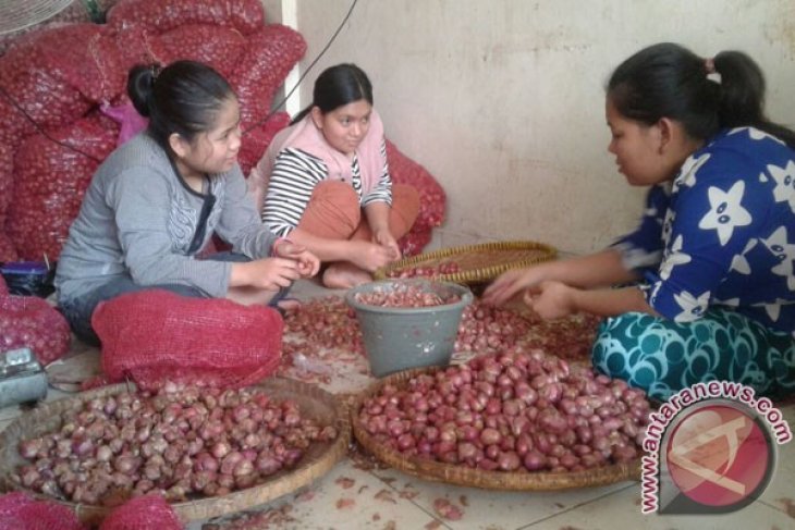 Kebutuhan Bawang Merah Pedagang Dipasok Dari Jawa