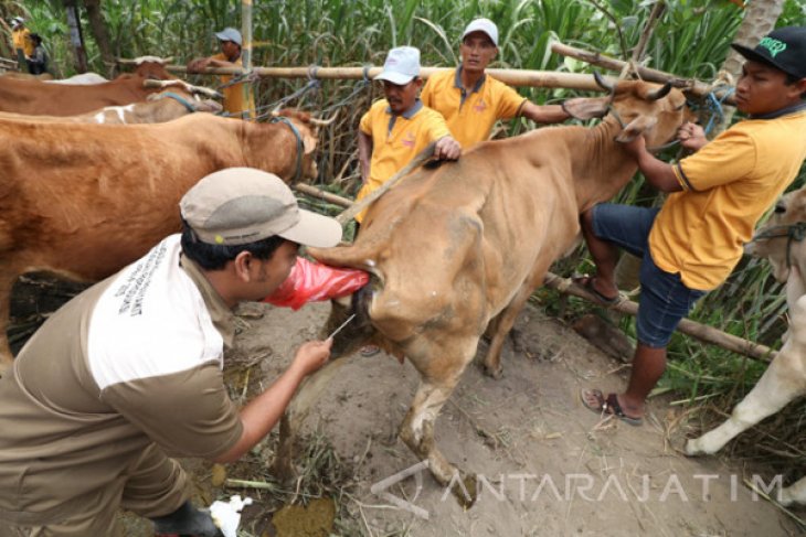 Pemkab Bangkalan Kembangkan Program IB Bidang Peternakan - ANTARA News