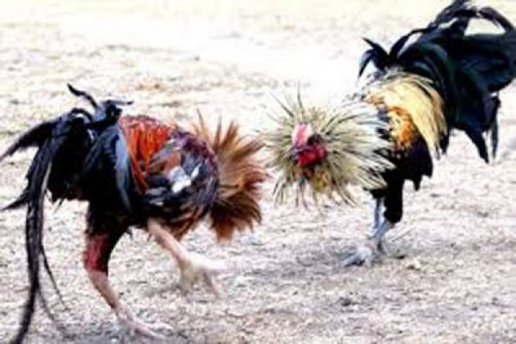 Arena Sabung Ayam Kampung Cijambe Digerebek