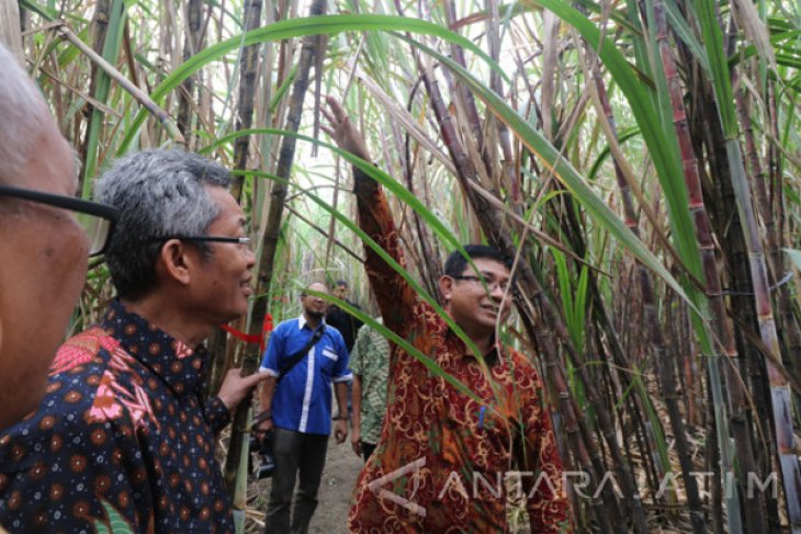 Varietas Unggul Baru Tebu Amfibi