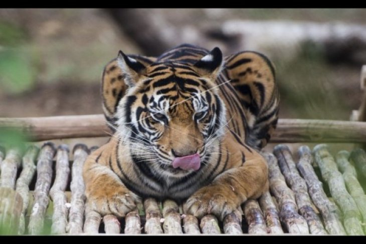 Pelepasan Harimau Sumatera