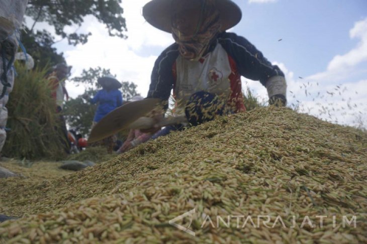 Panen Padi Tulungagung