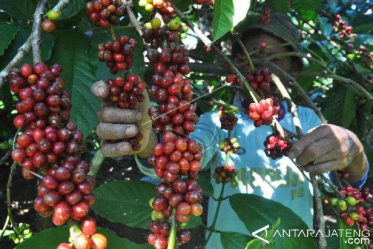 HARGA KOPI NAIK