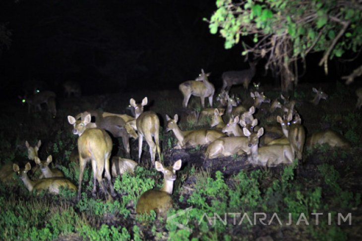 Safari Malam TN Baluran